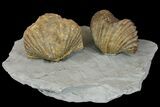 Multiple Fossil Brachiopod (Platystrophia) Plate - Kentucky #136609-2
